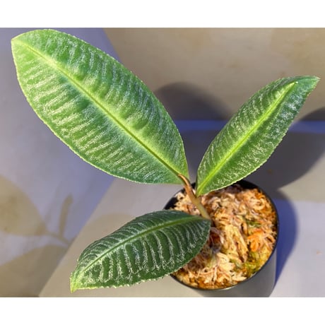 Ardisia sp. from Sumatera barat [TB]