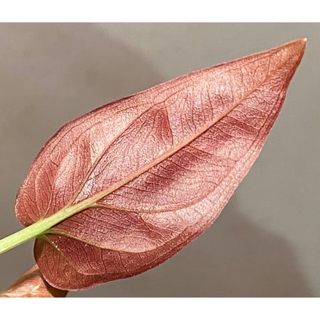 Syngonium sp. from Choco Colombia [tanakay]