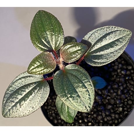 Phyllagathis rotundifolia [STRINGE PLANTS]