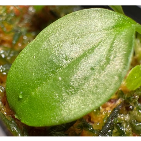 Homalomena sp. "Kayu Lapis" White Kal-barat [TB]