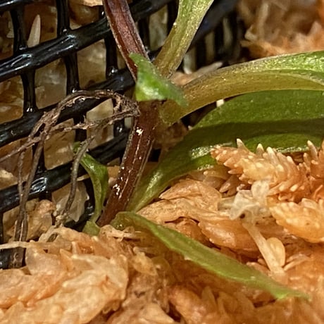 Medinilla sp. from Nueva Vizcaya Luzon Philippines
