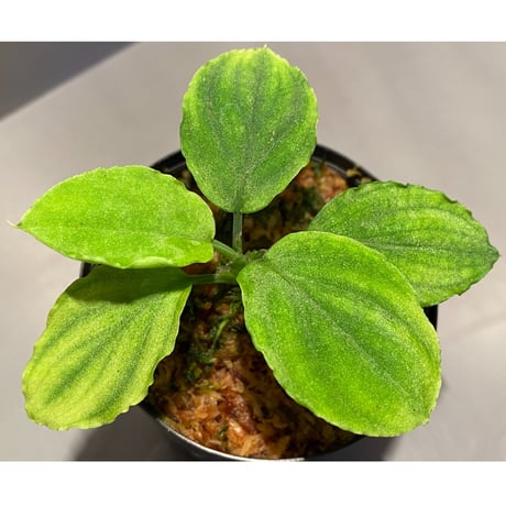 Homalomena sp. (Green) from Solok sumatera [LA0214-3]