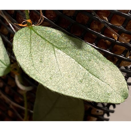 Ficus sp. "Muara wahau" white Kalimantan timur [TB]