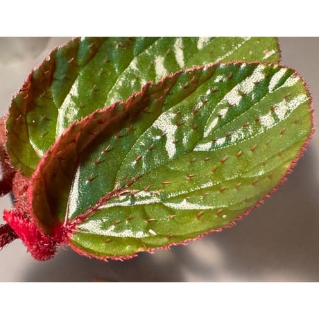 Begonia sp. from Kapuas hulu