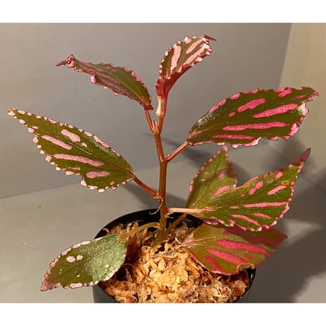 Begonia sp. ぼっち株 from Julau [R1214-01b]