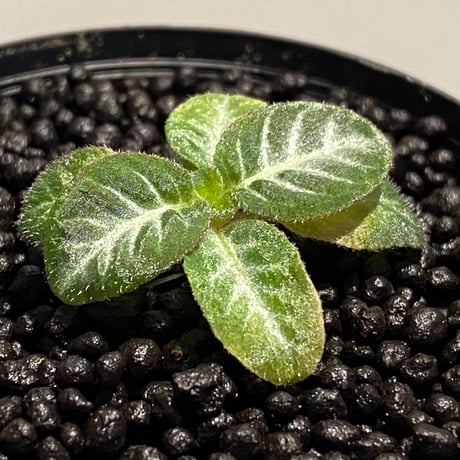 Codonoboea cf. pumilla from Riau sumatera [LA1119-02]