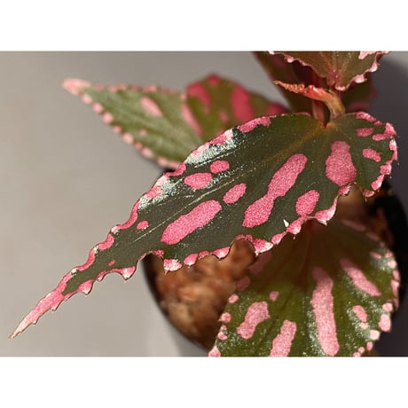 Begonia sp. ぼっち株 from Julau [R1214-01b]