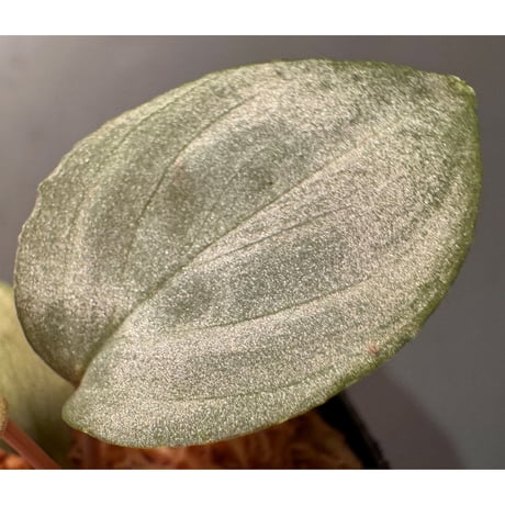 Homalomena sp. "Silver Red" from Peninsular Malaysia [AZ0515-4]