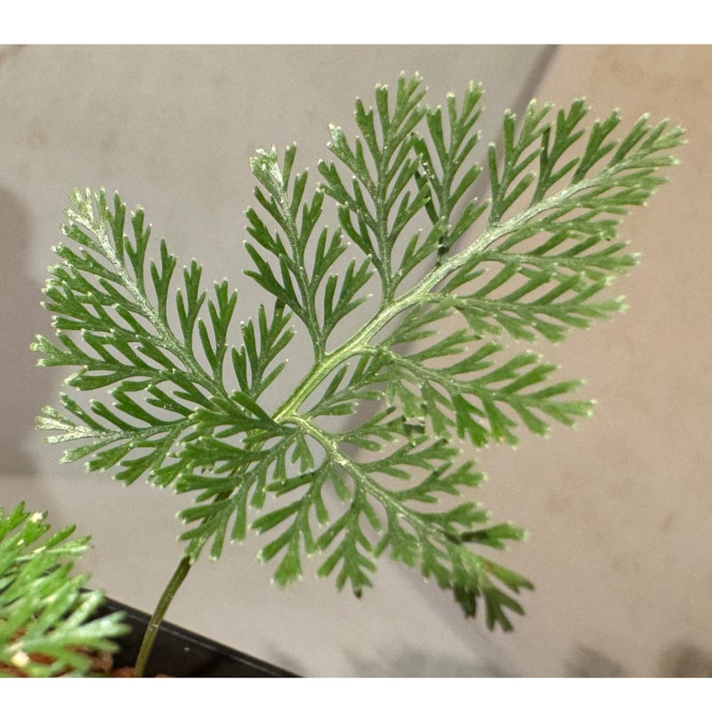 Davallia sp. from Sarawak | M・R・G・R