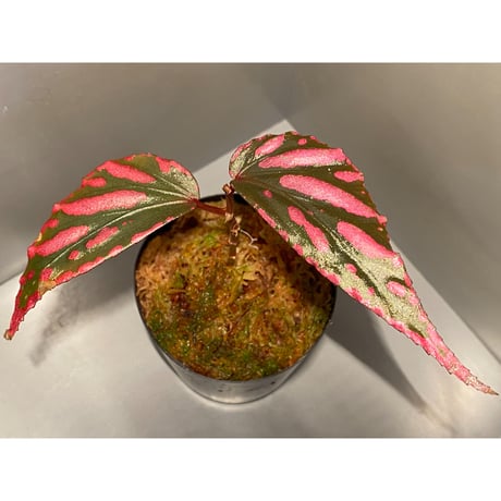 Begonia sp. ぼっち株 from Julau [R1214-01b]
