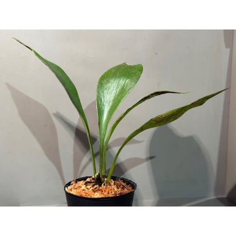 Antrophyum sp. from Aceh sumatera ②