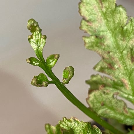 Bolbitis sp. from Siberut [LA] ②