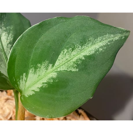 Aglaonema pictum multicolor Chinook BNN from Sibolga Timur [AZ0415-2]