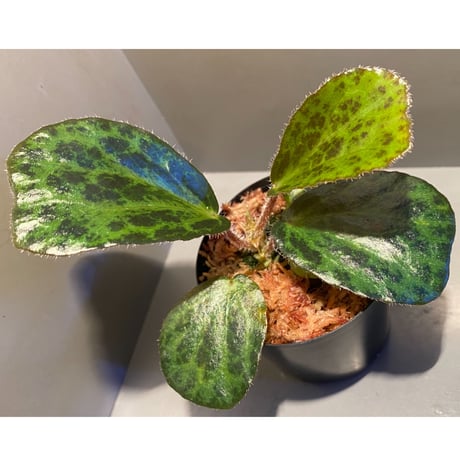 Begonia blancii
