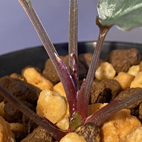 Homalomena 'Rec1-29' K0718-f1 [KZT]