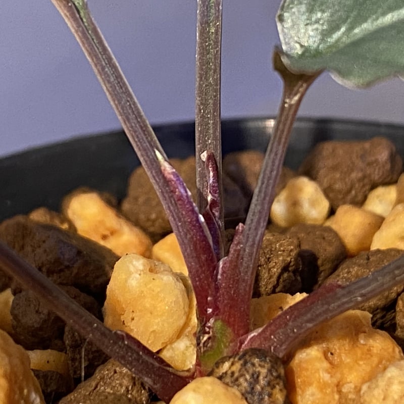 Homalomena Rec131 K0921-f1 正規タグ付き 親株 KZT Homalomena Rec131 K0921-f1 正規タグ付き 親株 KZT Homalomena Rec131