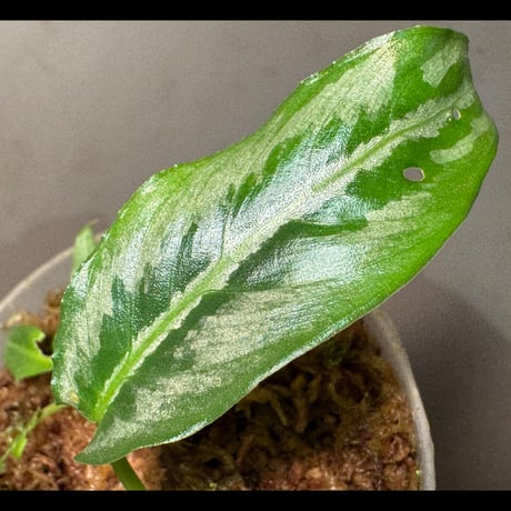 Schismatoglottis sp. from China [カミハタ]