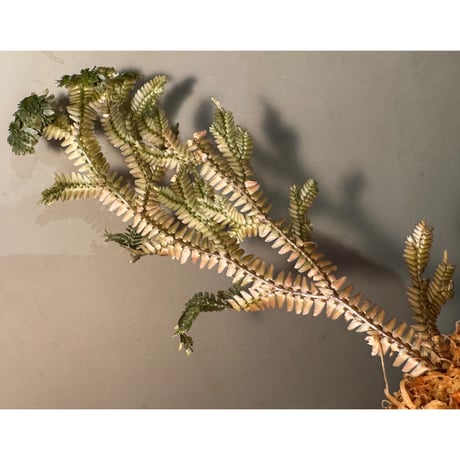 Selaginella sp. from Ngabang West Kalimantan ②