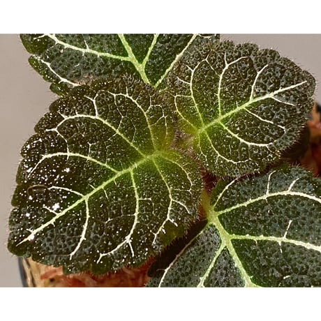 Pearcea hypocyrtiflora from Rio Napo Ecuador [tanakay] 白葉脈