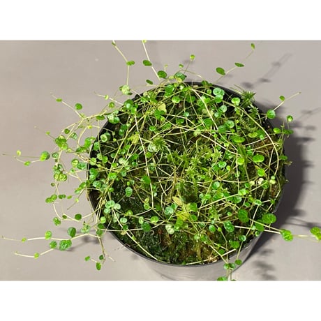 Pepeperomia emarginella from Colombia [LA0316-03]