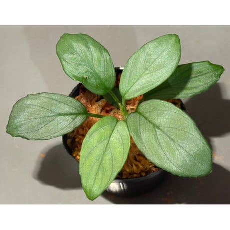 Homalomena sp. "Silver Emerald" from Riau [KN]