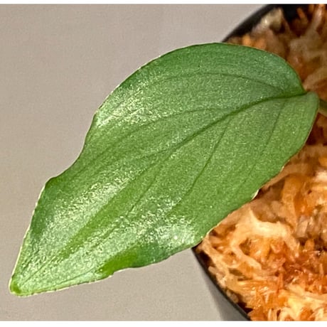 Homalomena sp. "Silver Bullet Green" from P.Linga [AZ1017-1]