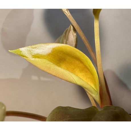 Homalomena sp. "Black Jambu" from Round Purbalingga [カミハタ 2023]