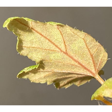 Begonia cv. Jaggy [LA0314-00-f1]