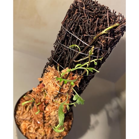 Teratophyllum ludens from Selangor Malaysia