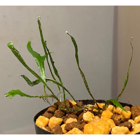 Microsorium sp. from Saripoi [LA0515-02]