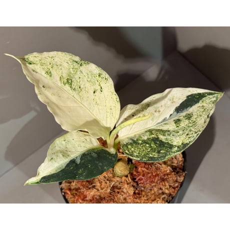 Aglaonema pictum アンダマン×Aceh wild 実生株 Aglaonema pictum Z-014 Aceh sumatera【LA0622-04z】