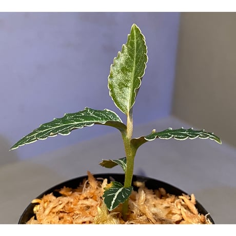 Ardisia sp. from Raub Pahang