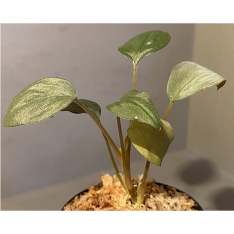 Homalomena sp. "Pink Velvet" from Kepulauan Riau [KN]