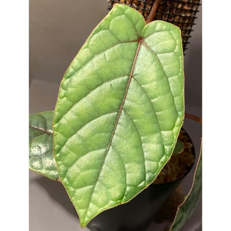 Pterisanthes sp. from Sabah-1 [R0515-01a]