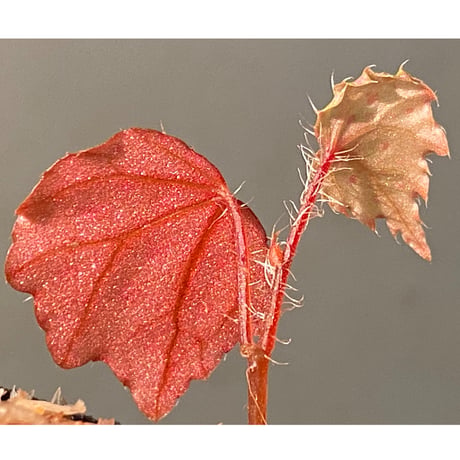 Begonia sp. "Muara Wahau" Kutai timur Kalimantan timur [TB]