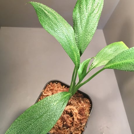 Homalomena hasei "狐尾"from Aceh Sumatera [LA]