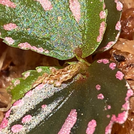 Begonia sp. ぼっち株 from Julau [R1214-01b]
