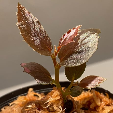 Begonia sp. from Julau [R1214-01b]