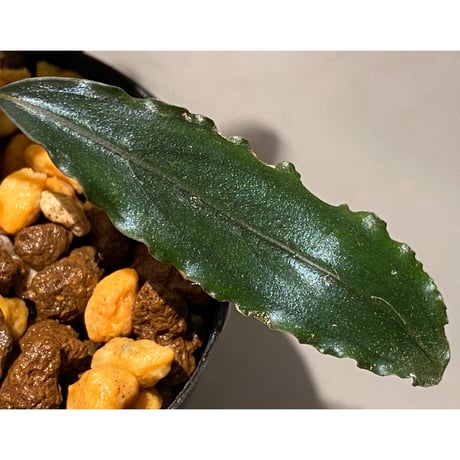 Bucephalandra sp. from West Kalimantan