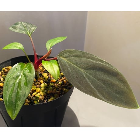 Homalomena sp. from West Kalimantan