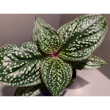 Sonerila sp. wf1 from Phang Nga Thailand [KZT]