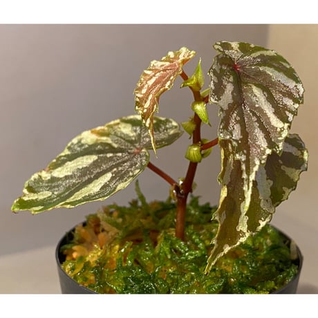 Begonia penrissenensis from Gunung Penrissen Sarawak