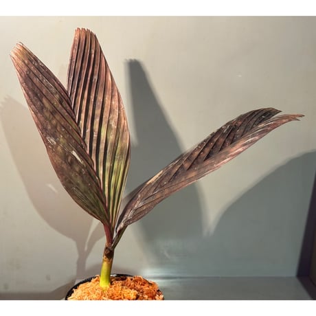 Pinanga veitchii  from Sanggau West Kalimantan