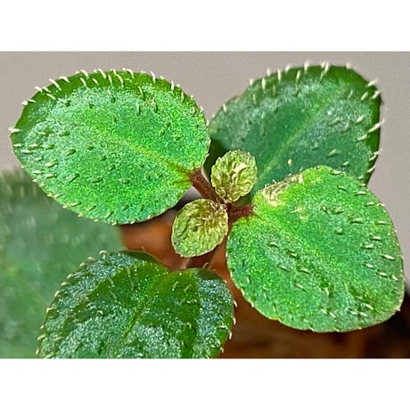 Sarcopyramis parvifolia from Malaysia [カミハタ]