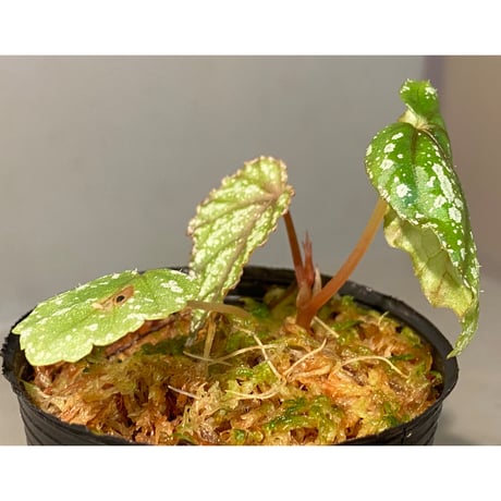 Begonia handelii var. prostrata from Viet Nam