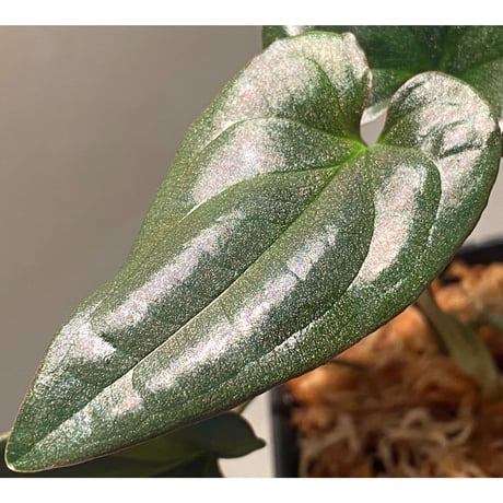Syngonium sp. from Choco Colombia [tanakay]