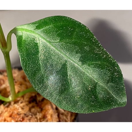 Gymnostachyum sp. from Aceh sumatera [LA1116-02]