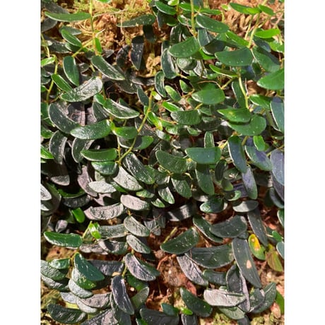 Ficus sp. from Mt. Besar