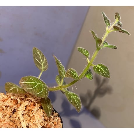 Pearcea hypocyrtiflora from Rio Napo Ecuador [tanakay] 白葉脈