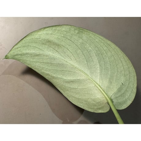 Scindapsus sp. from Kalimantan Barat